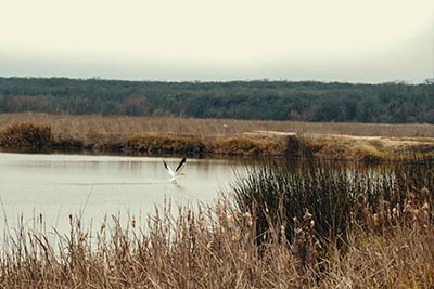 Wetland with heron